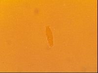 Thulinius saltursus image