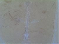 Thulinius saltursus image