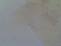 Thulinius saltursus image