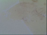 Thulinius saltursus image