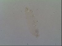 Thulinius saltursus image
