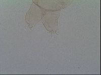 Thulinius saltursus image