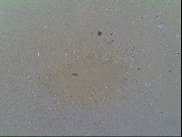 Thulinius saltursus image