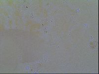 Thulinius saltursus image