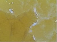 Thulinius saltursus image