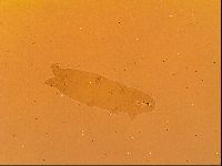 Thulinius saltursus image