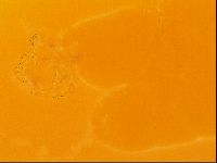 Thulinius saltursus image