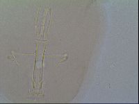 Thulinius saltursus image
