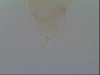 Thulinius saltursus image