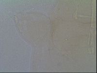 Thulinius saltursus image