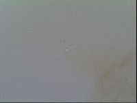Thulinius saltursus image