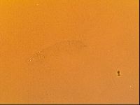 Thulinius saltursus image