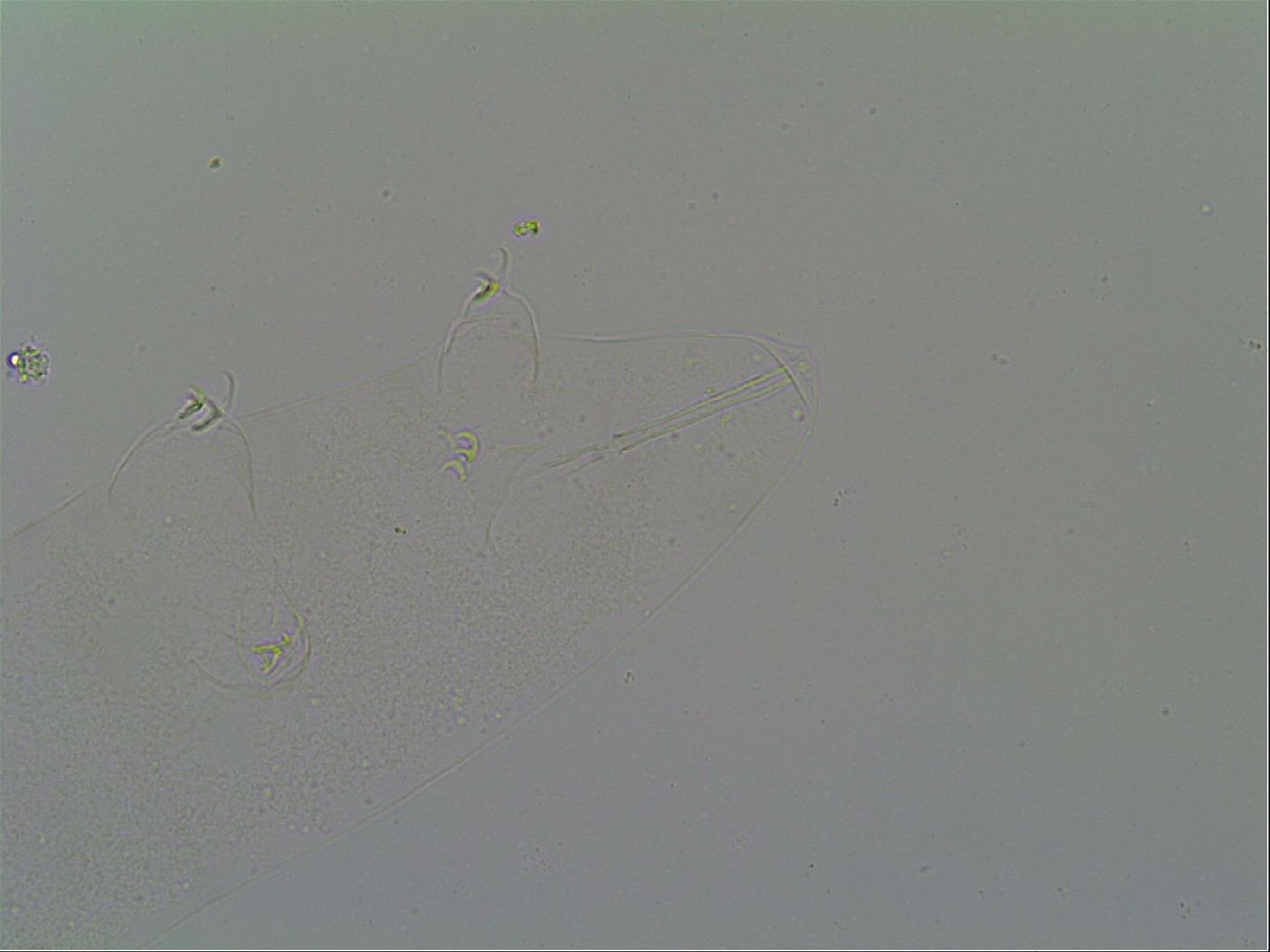 Itaquascon image