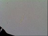 Itaquascon placophorum image