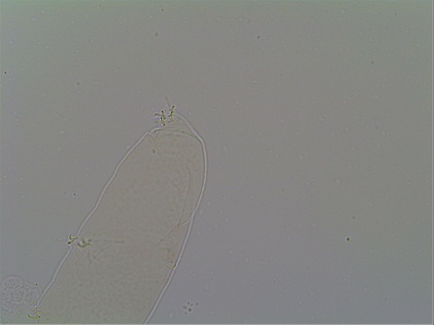 Itaquascon placophorum image