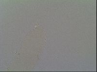 Itaquascon placophorum image