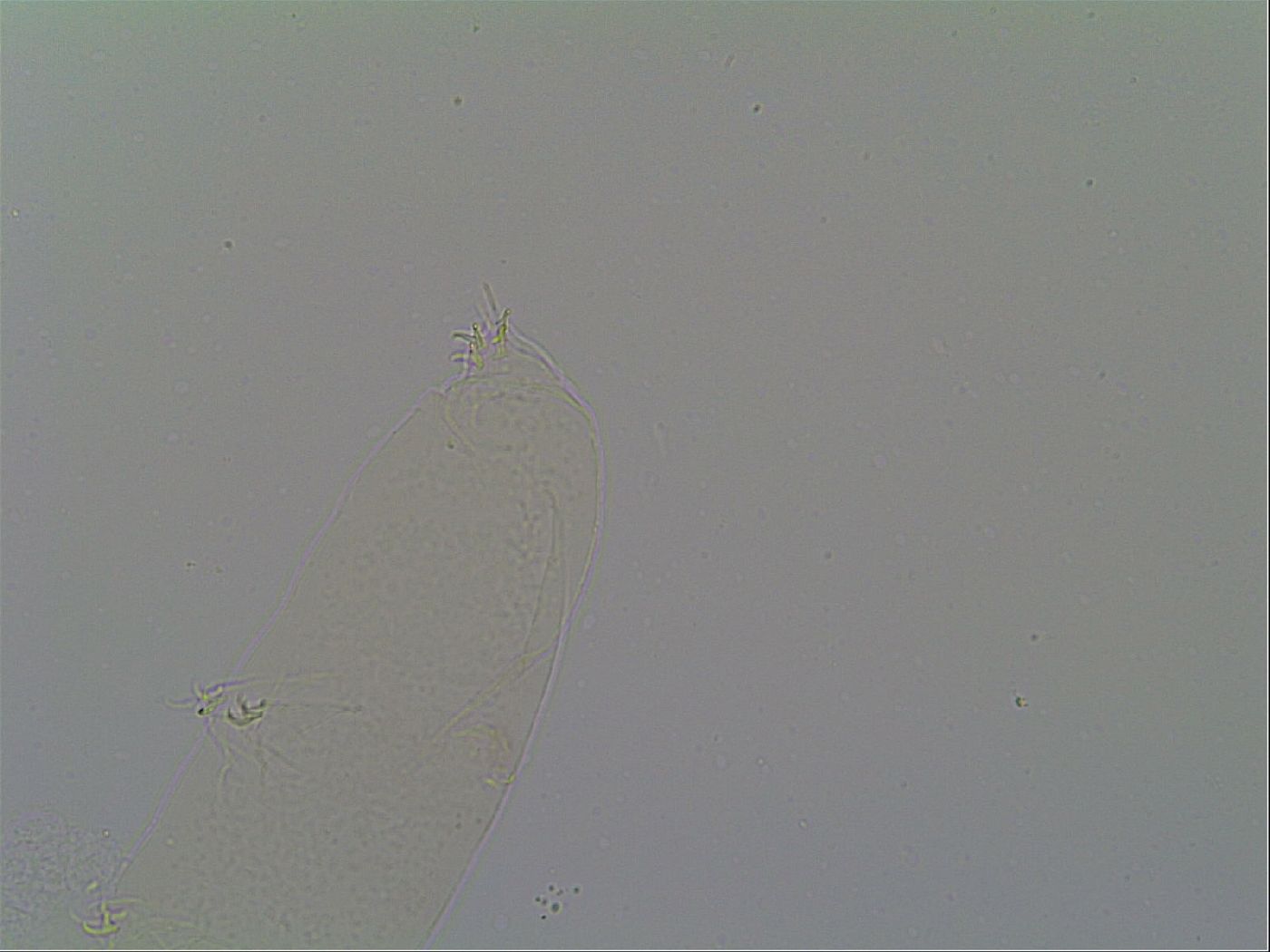 Itaquascon placophorum image