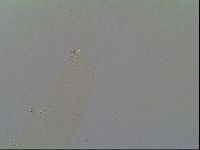 Itaquascon placophorum image