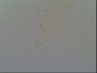Itaquascon placophorum image