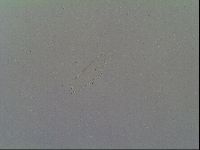 Media resource of Astatumen trinacriae