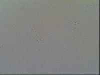 Astatumen trinacriae image