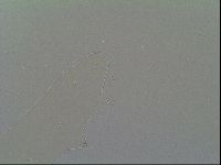 Astatumen trinacriae image