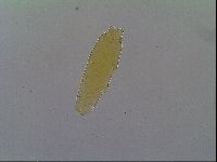 Astatumen bartosi image