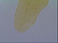 Astatumen bartosi image