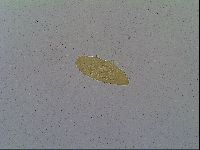 Itaquascon umbellinae image