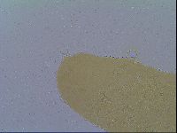 Itaquascon umbellinae image