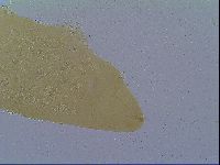 Itaquascon umbellinae image