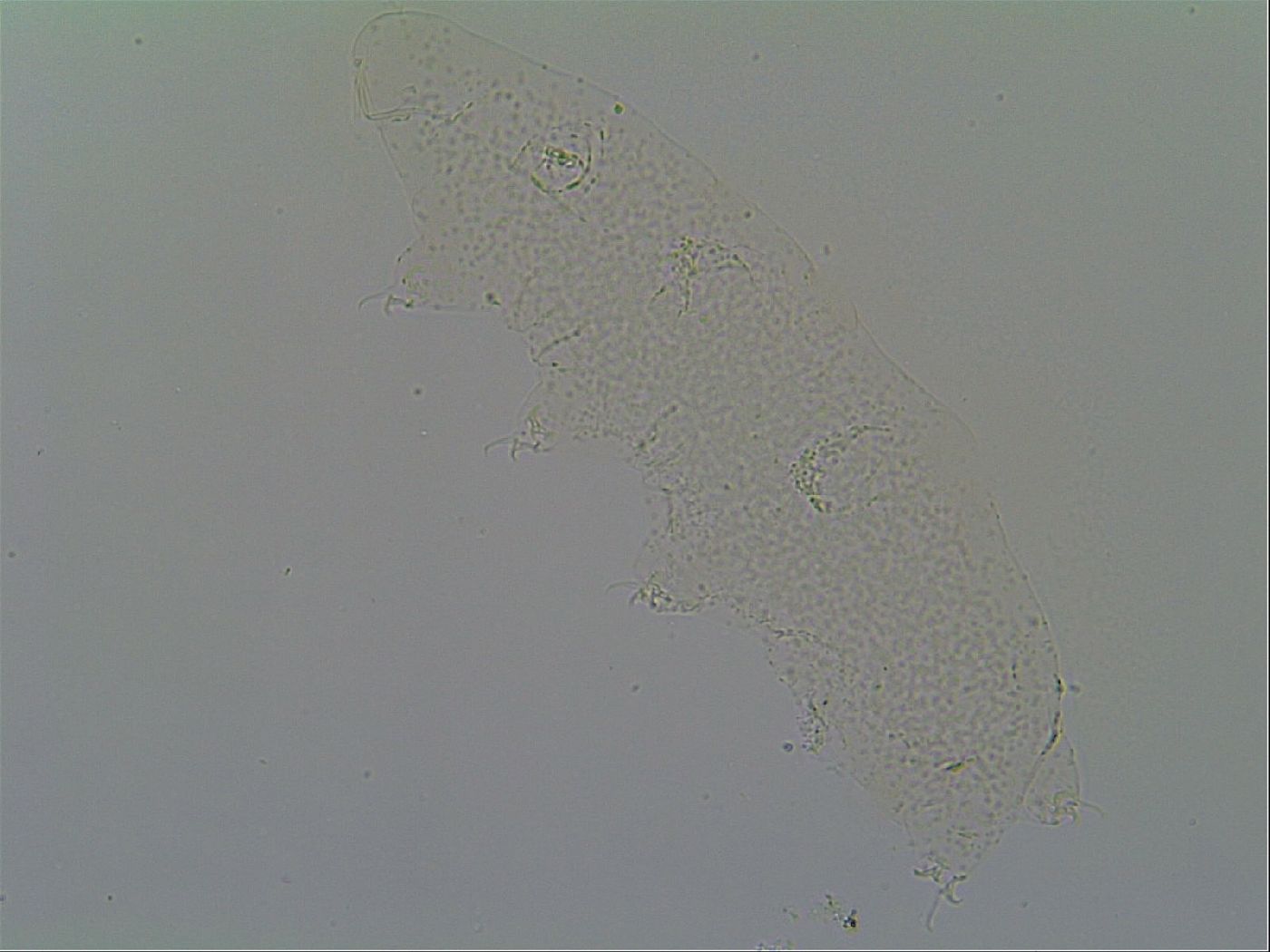 Itaquascon pawlowskii image