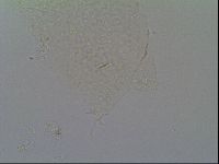 Itaquascon pawlowskii image