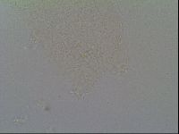 Itaquascon pawlowskii image