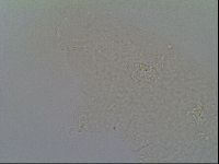 Itaquascon pawlowskii image
