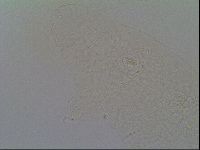 Itaquascon pawlowskii image