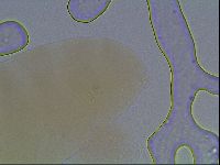 Minibiotus intermedius image