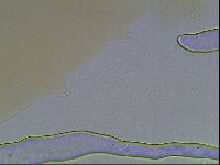 Minibiotus intermedius image