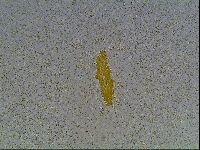 Astatumen bartosi image