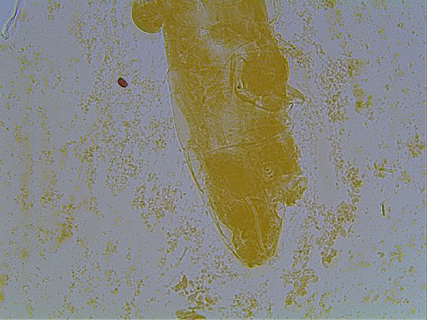 Astatumen bartosi image