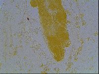 Astatumen bartosi image