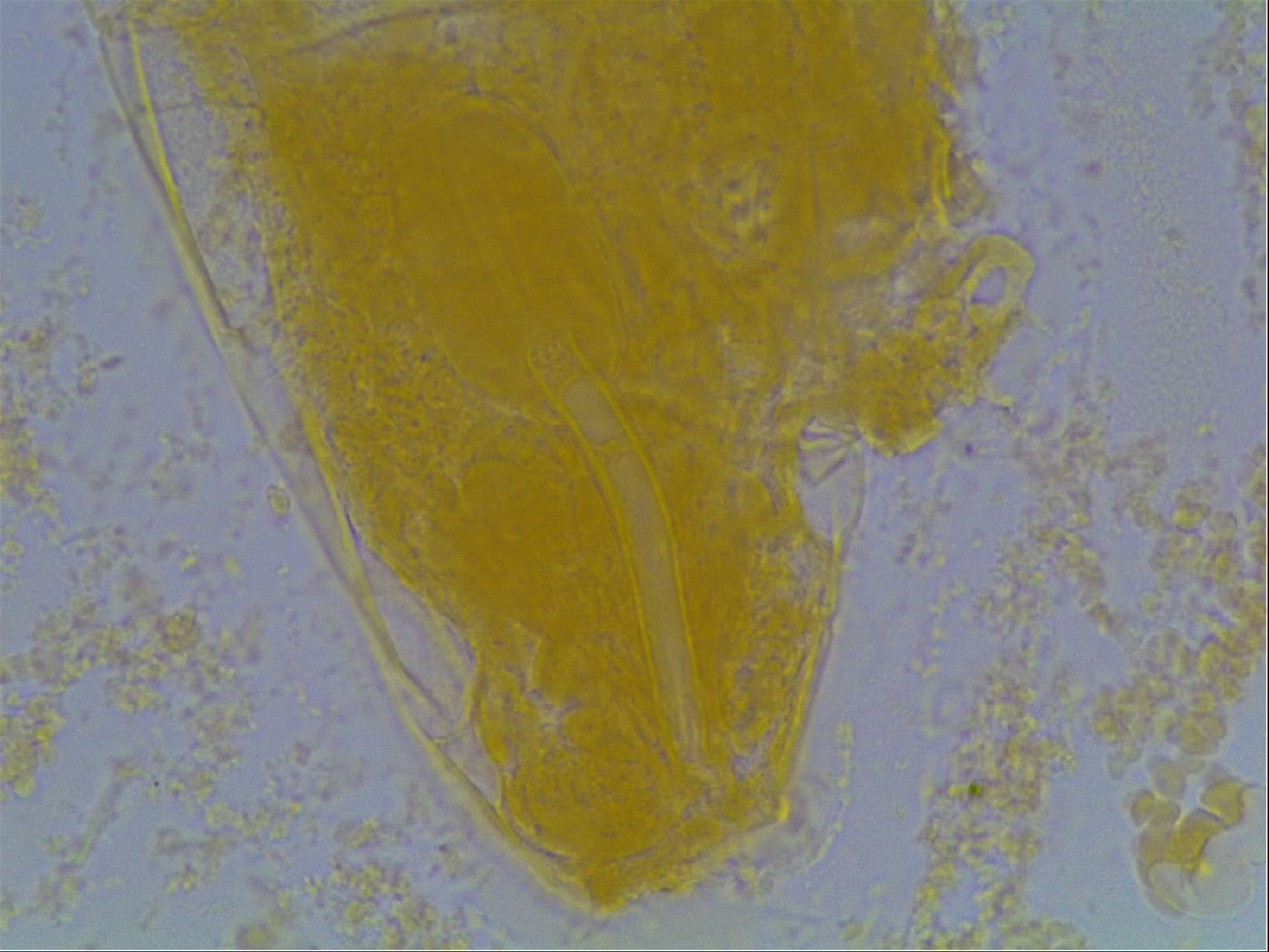 Astatumen bartosi image