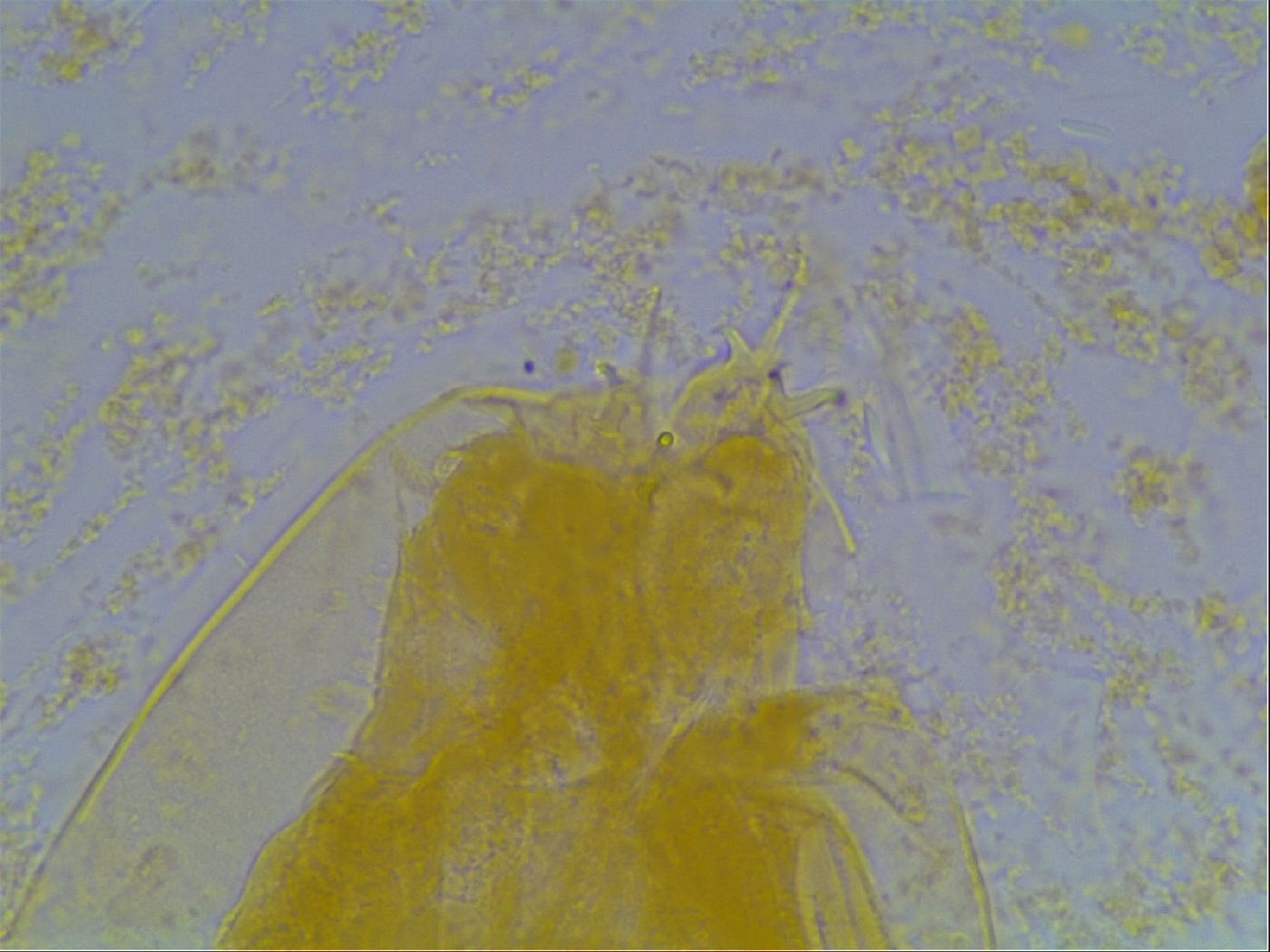 Astatumen bartosi image