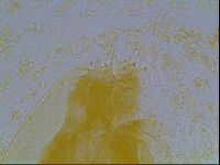 Astatumen bartosi image
