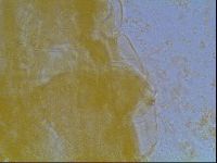 Astatumen bartosi image