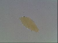 Limmenius porcellus image