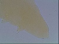 Limmenius porcellus image