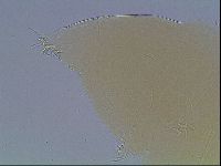 Limmenius porcellus image