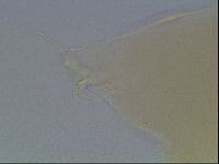 Limmenius porcellus image