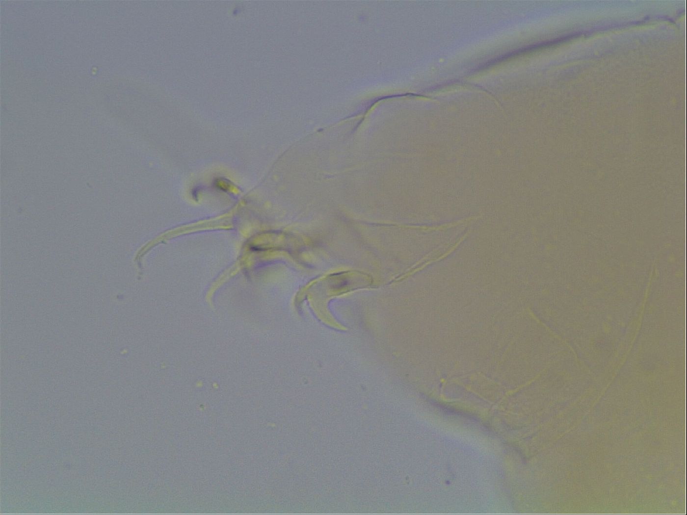Limmenius image